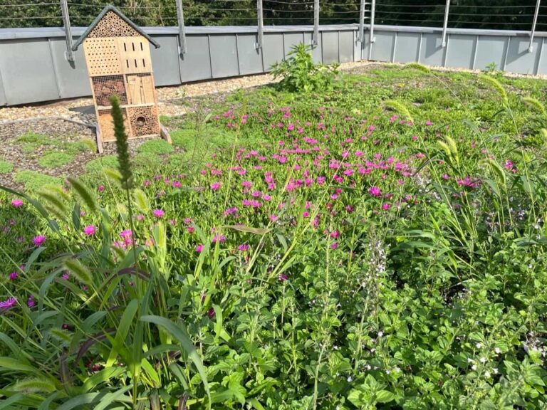 Biodiversitätsdach Bochum