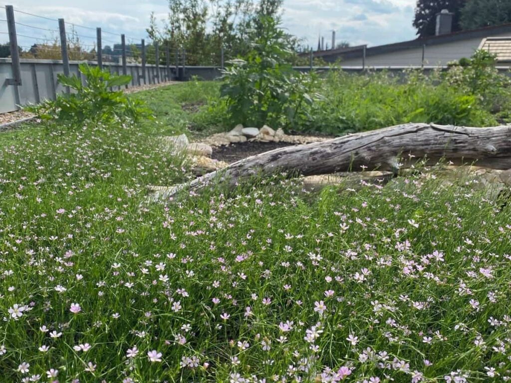 Biodiversitätsdach Roggenkamp