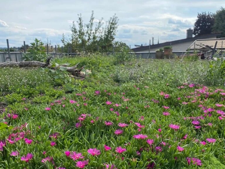 Biodiversitätsdach mit Stauden und Sedum
