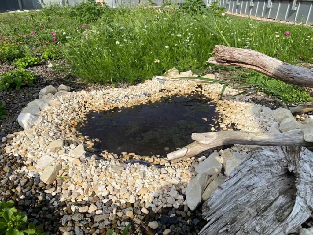 Biodiversitätsdach Bochum